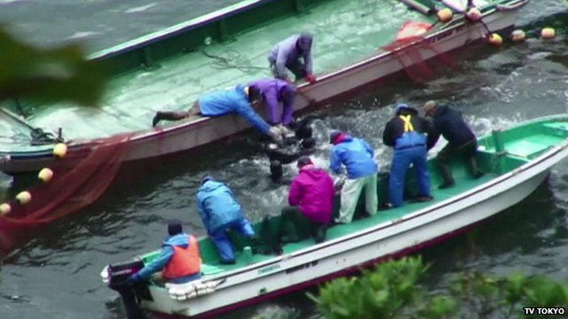 Fisherman slaughter dolphins