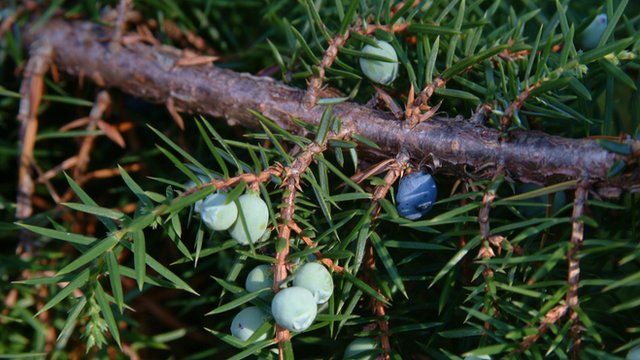 Close up of a juniper plant