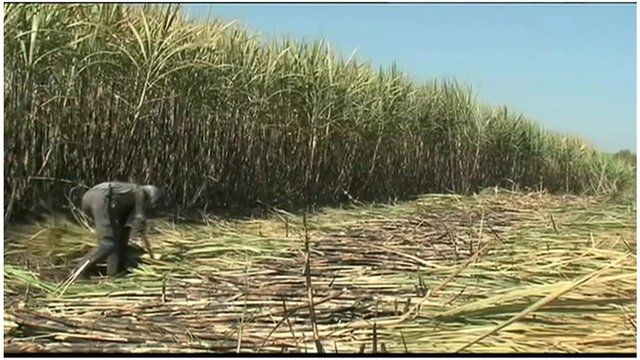 Crops on a piece on land