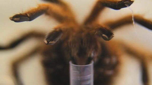 Tarantula having venom extracted