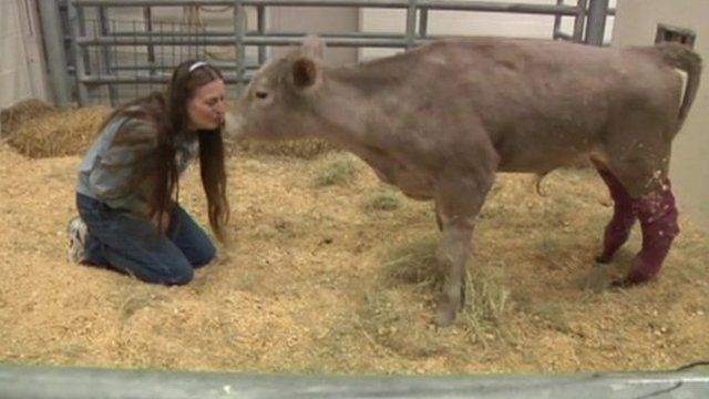 Hero the calf