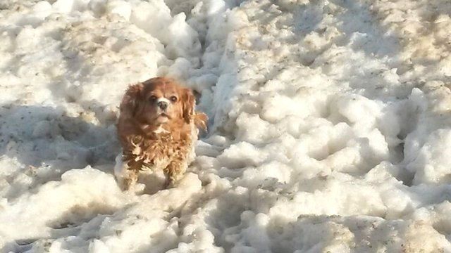 Dog plays in foam