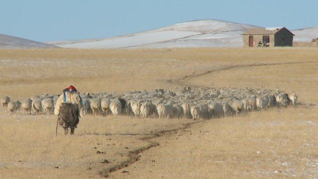 Herding sheep on the grasslands of Inner Mongolia