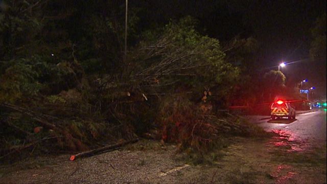 Fallen tree and police car