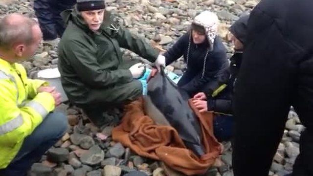 Vet John Knight tends to the dolphin