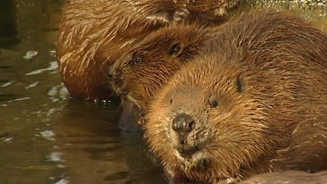 Beavers