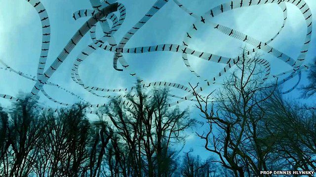 Bird flight patterns