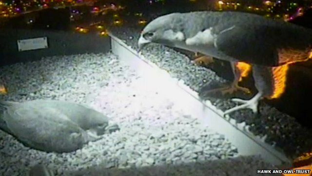 Peregrine falcons on Norwich Cathedral
