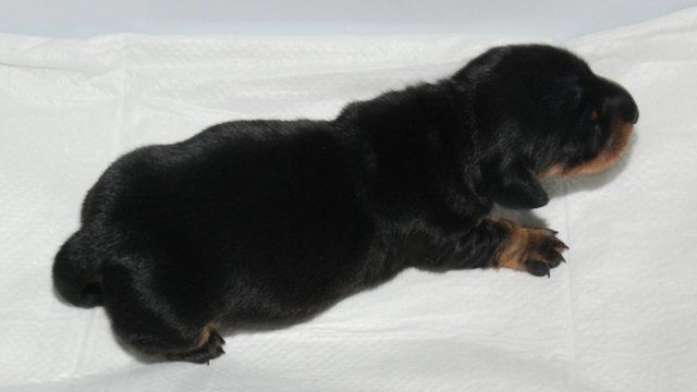 Cloned dog 'Minnie Winnie'