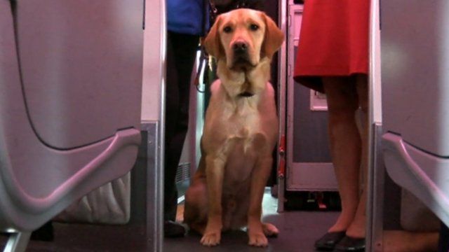 A trainee guide dog