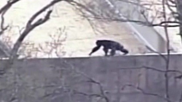 An escaped chimpanzee at Kansas City Zoo