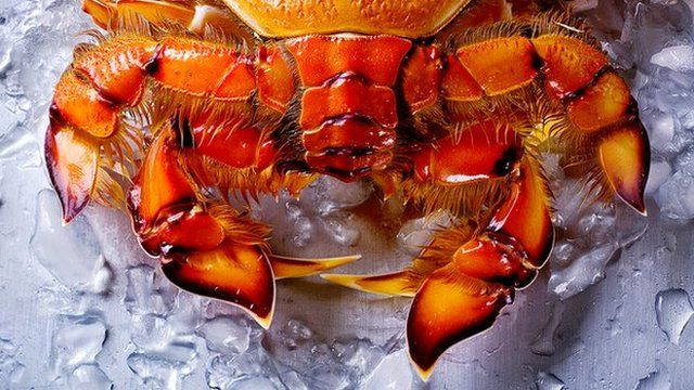 Spanner Crab