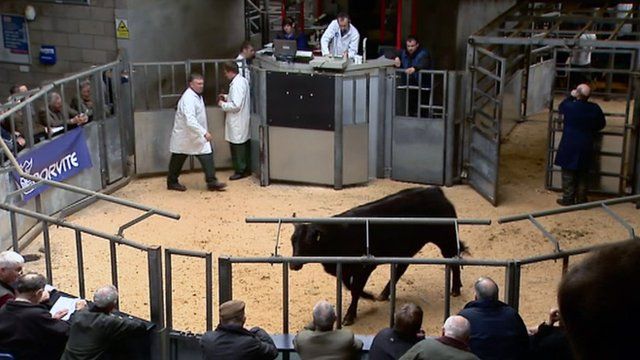 Livestock market