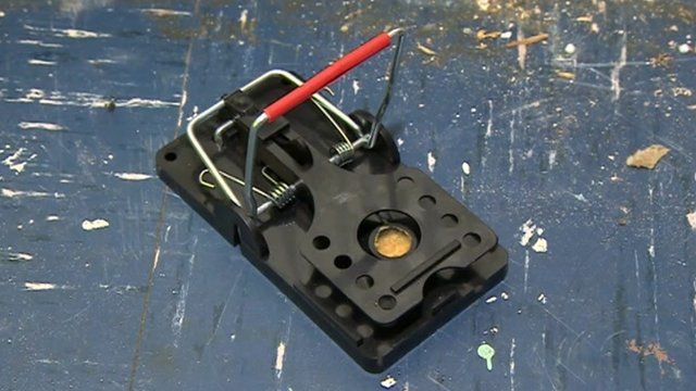 Rat traps