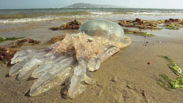 Jellyfish in Dorset