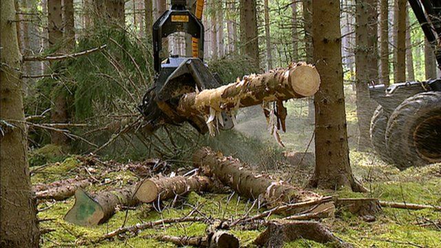 Trees being felled