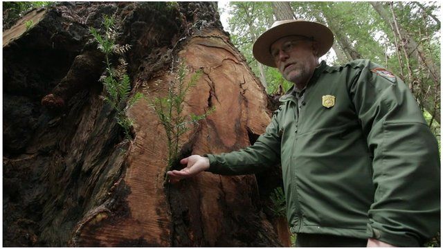 A park ranger points to damage on a redwood tree attacked by poachers