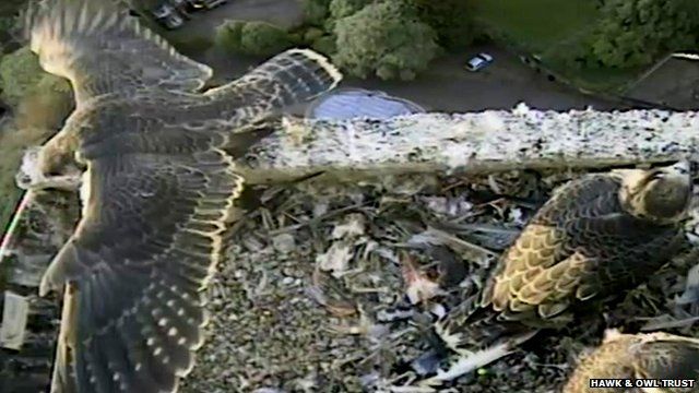 Peregrine falcon chicks at Norwich Cathedral