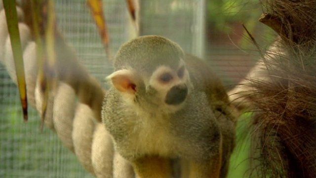Squirrel monkey