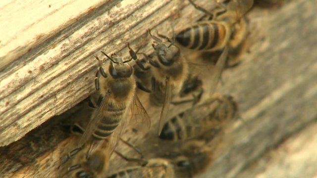 Bees