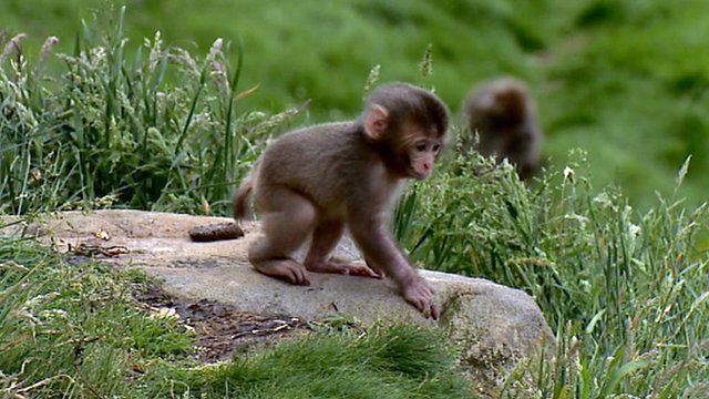 Baby monkey
