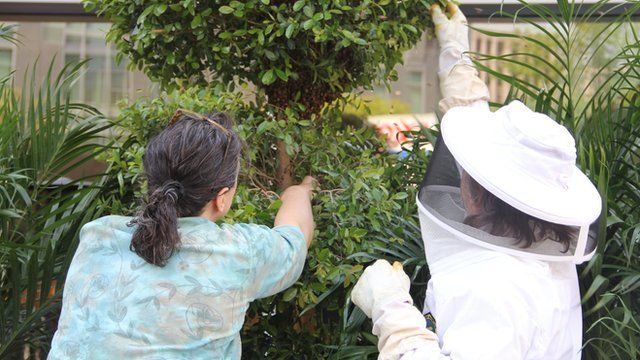 Beekeepers tend to a hive