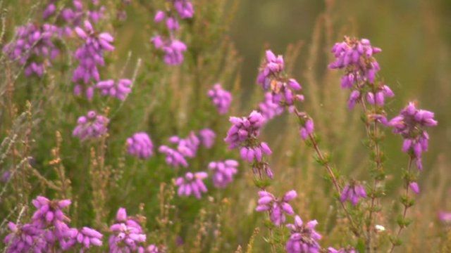 Heather