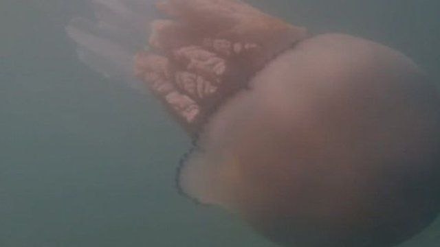 Jellyfish