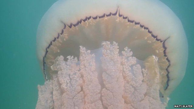 Jellyfish