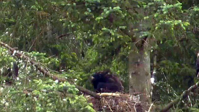 Sea eagle chick