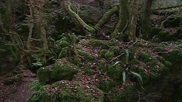 Forest of Dean