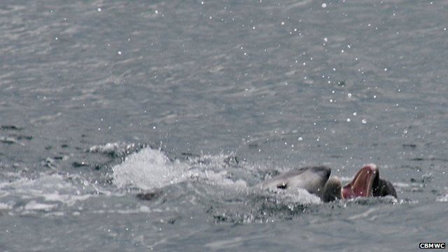 Dolphin attacks porpoise