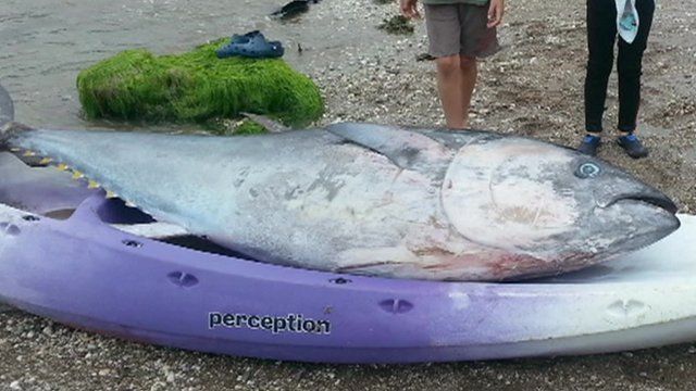 A tuna
