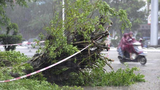 A fallen tree in Zhanjiang, Guangdong province, China
