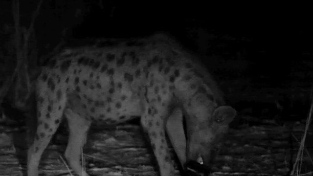 A hyena eating a camera