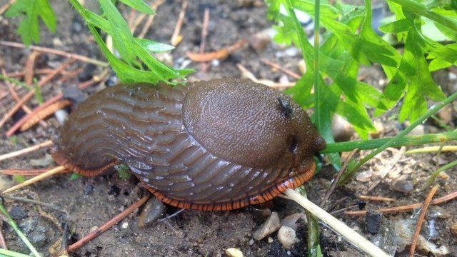 Slug