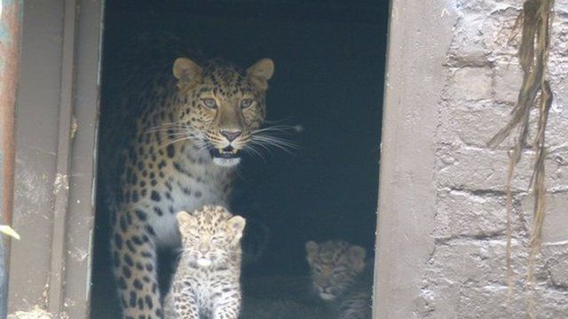 Amur snow leopards