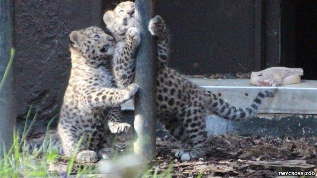 Amur leopards