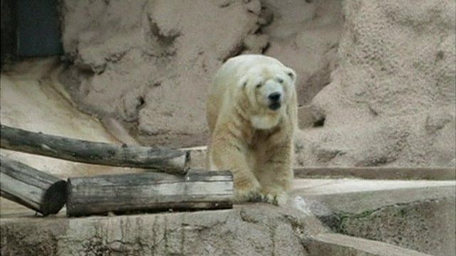 Arturo, the polar bear of the Mendoza zoo.