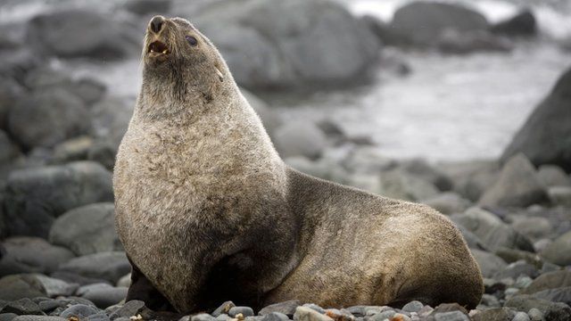 Fur Seal