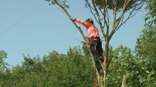 A branch being cut down near a power line