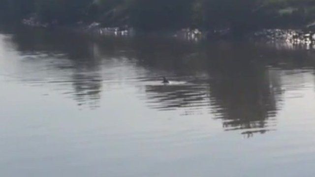 Dolphin