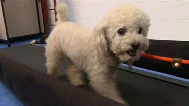 Dog on a treadmill
