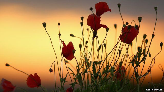 Wild poppies