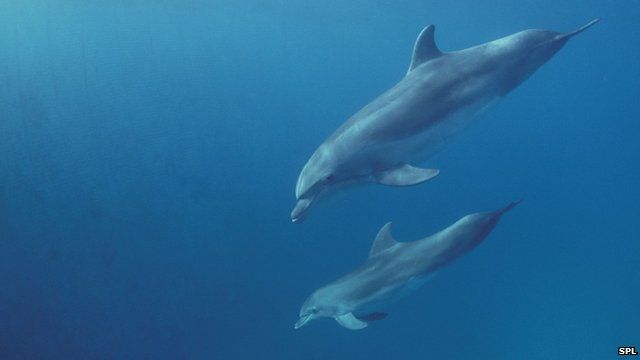 Bottlenose dolphins (c) Science Photo Library