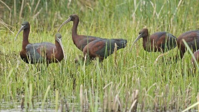 Glossy ibises