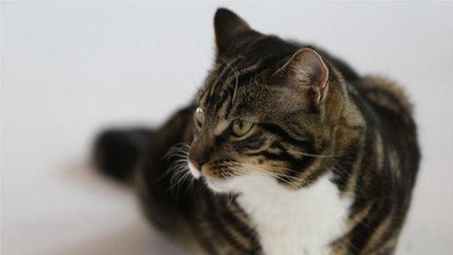 Sandwich the cat