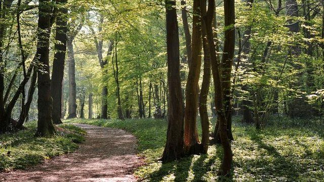 A bluebell wood in Spring