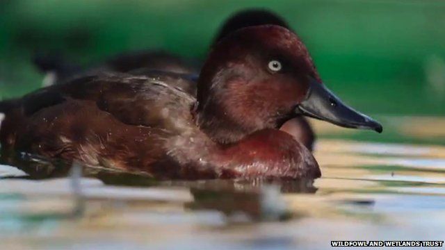 A Madagascar pochard