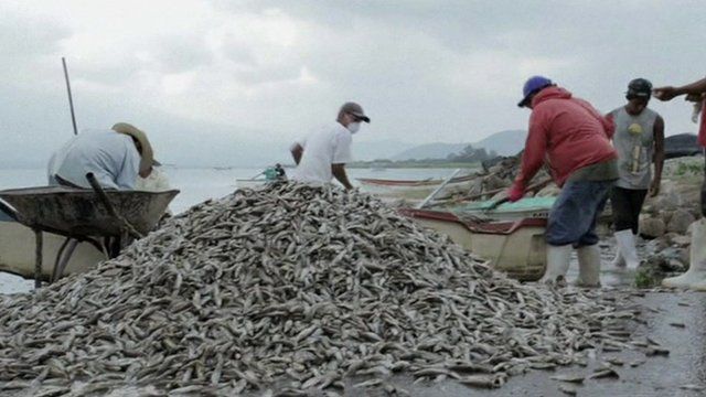 Dead Fish